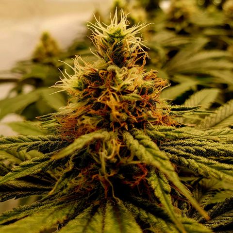 White Strawberry Skunk growlog timeline photo