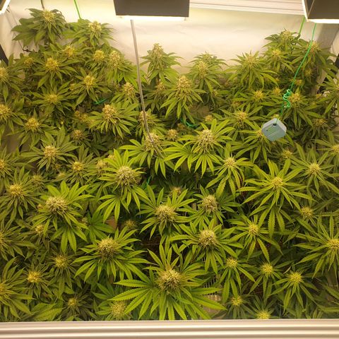 Mandarine Jam growlog timeline photo