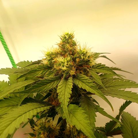 White Strawberry Skunk growlog timeline photo