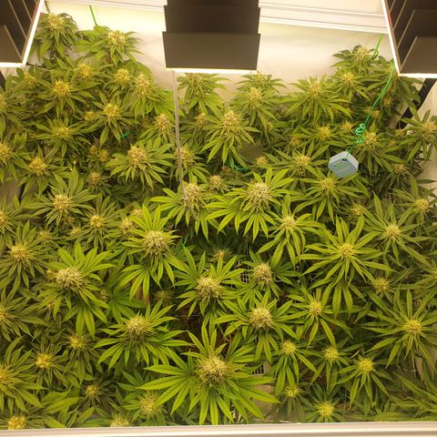 Mandarine Jam growlog timeline photo