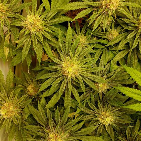White Strawberry Skunk growlog timeline photo
