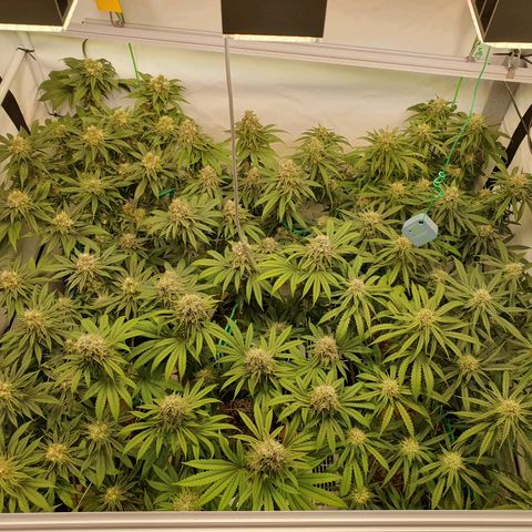 Mandarine Jam growlog timeline photo