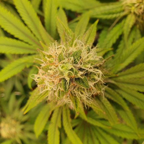 Hindu Kush growlog timeline photo