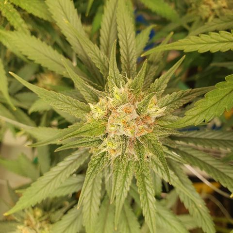 Mandarine Jam growlog timeline photo