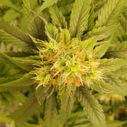 White Strawberry Skunk growlog timeline photo