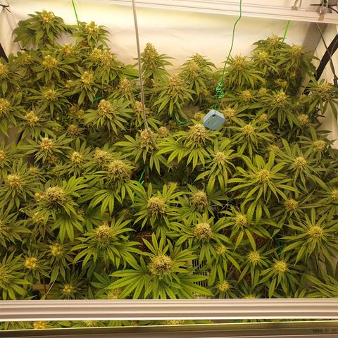 Mandarine Jam growlog timeline photo