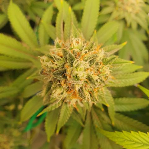 Hindu Kush growlog timeline photo