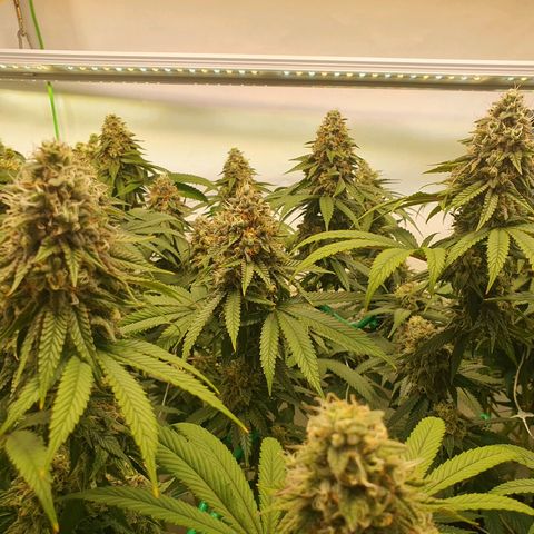 Hindu Kush growlog timeline photo