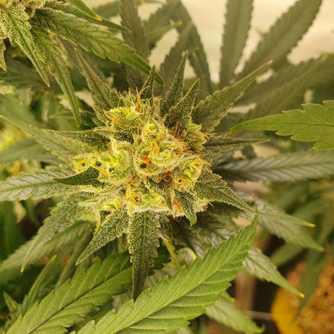 Mandarine Jam growlog timeline photo