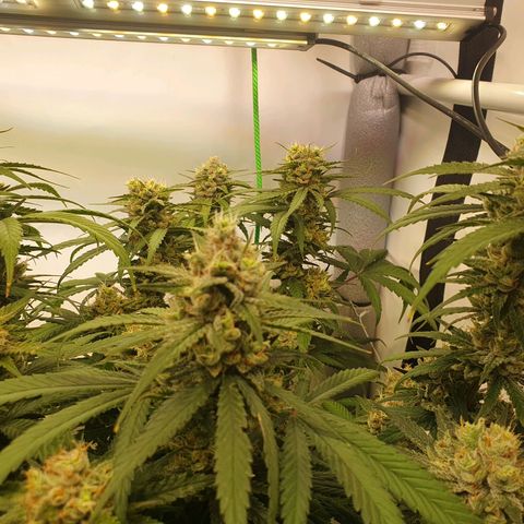 Mandarine Jam growlog timeline photo
