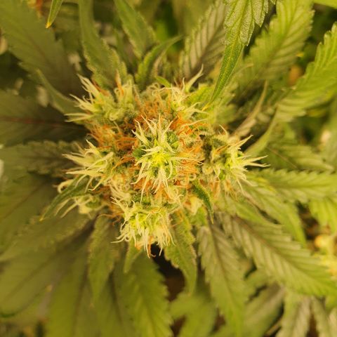White Strawberry Skunk growlog timeline photo