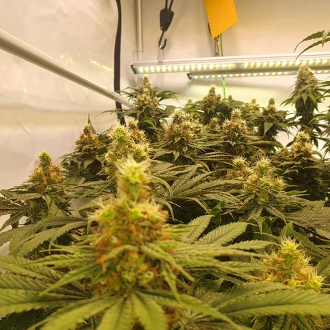 White Strawberry Skunk growlog timeline photo