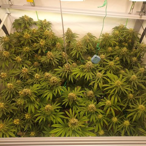 Mandarine Jam growlog timeline photo