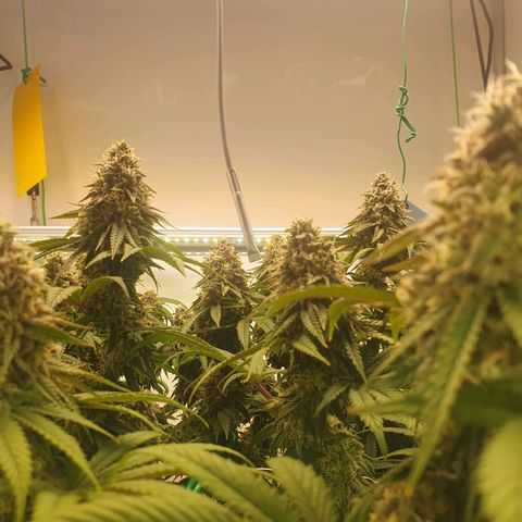 Hindu Kush growlog timeline photo