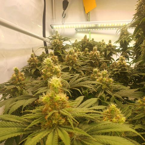 White Strawberry Skunk growlog timeline photo