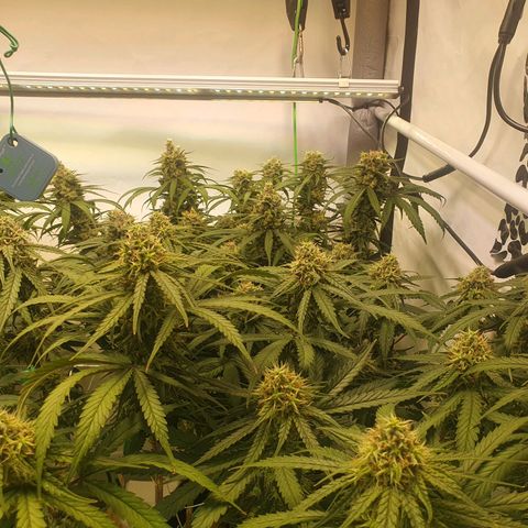 Mandarine Jam growlog timeline photo