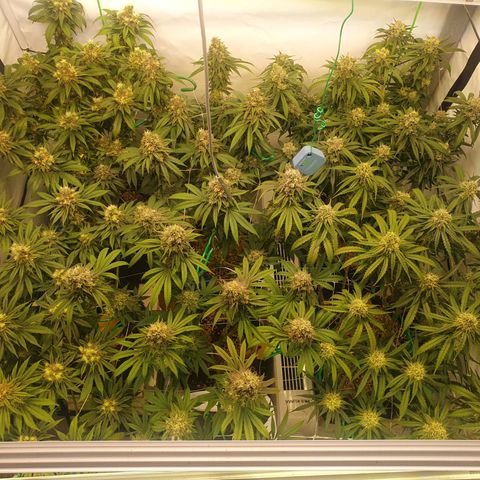 Mandarine Jam growlog timeline photo