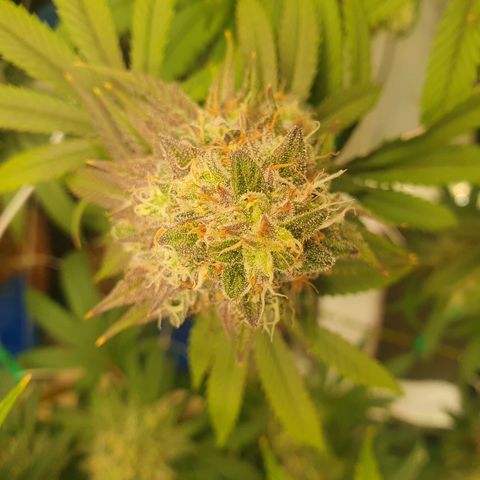 Hindu Kush growlog timeline photo