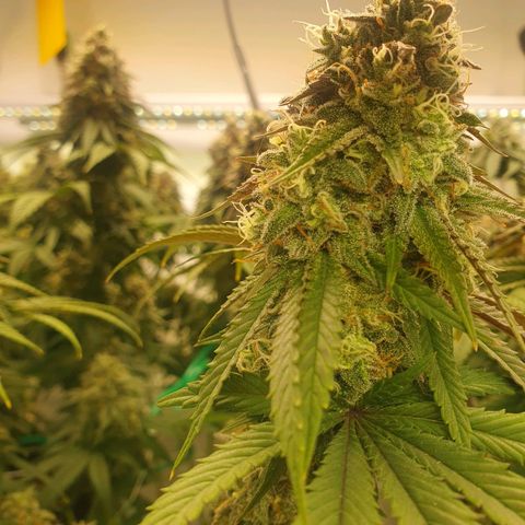 Hindu Kush growlog timeline photo