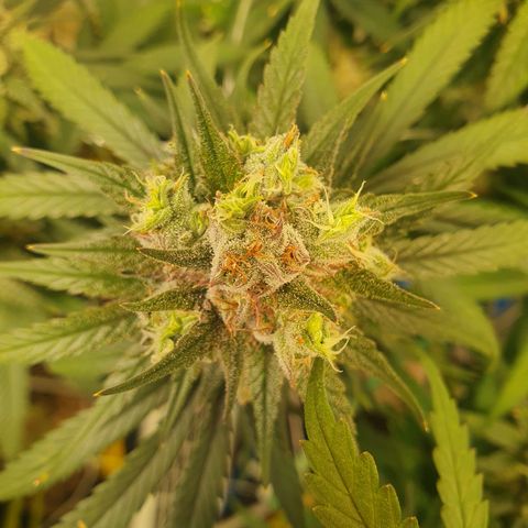 Mandarine Jam growlog timeline photo
