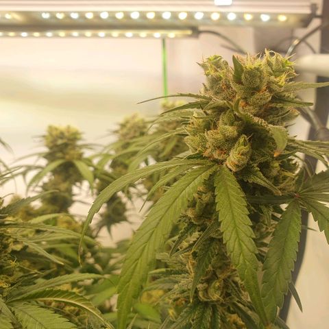 Mandarine Jam growlog timeline photo