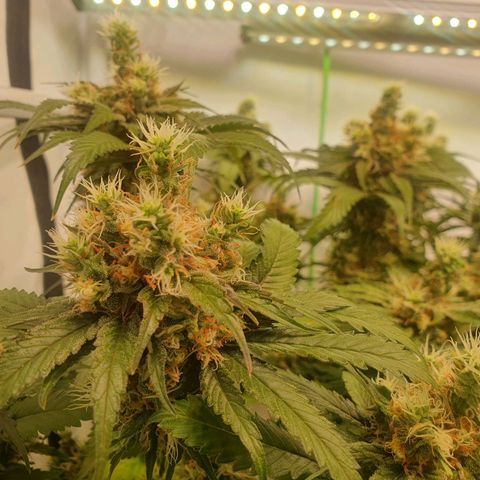 White Strawberry Skunk growlog timeline photo