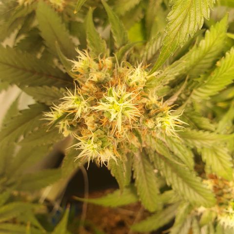 White Strawberry Skunk growlog timeline photo