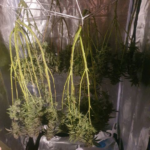 Mandarine Jam growlog timeline photo