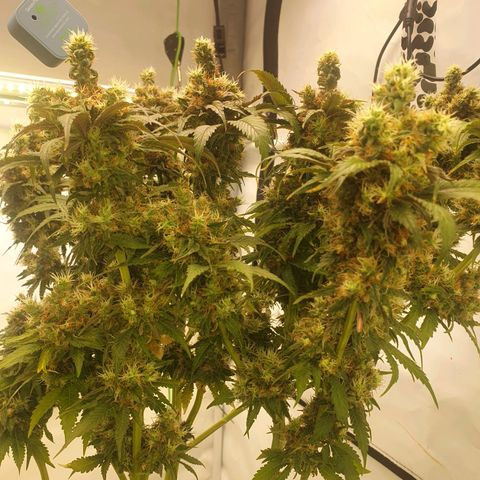 White Strawberry Skunk growlog timeline photo