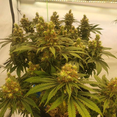 White Strawberry Skunk growlog timeline photo