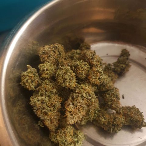 Hindu Kush growlog photo: Small part of the harvest