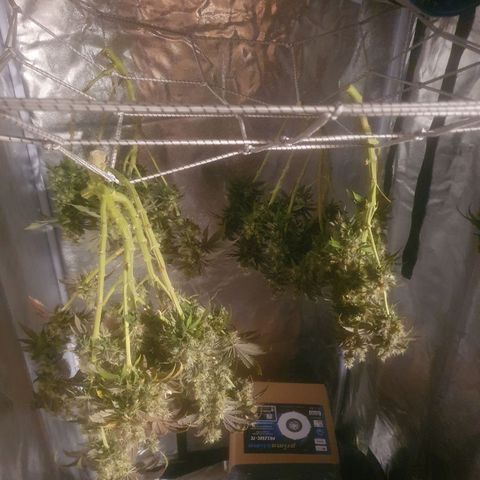 White Strawberry Skunk growlog timeline photo