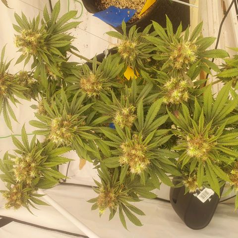 White Strawberry Skunk growlog timeline photo