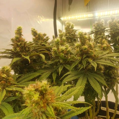 White Strawberry Skunk growlog timeline photo