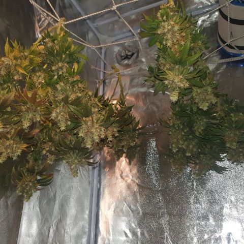 White Strawberry Skunk growlog timeline photo