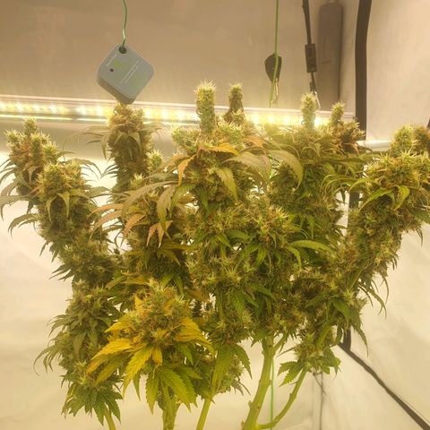 White Strawberry Skunk growlog timeline photo