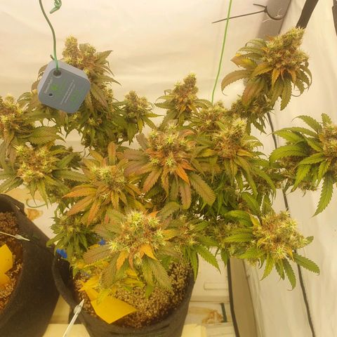 White Strawberry Skunk growlog timeline photo