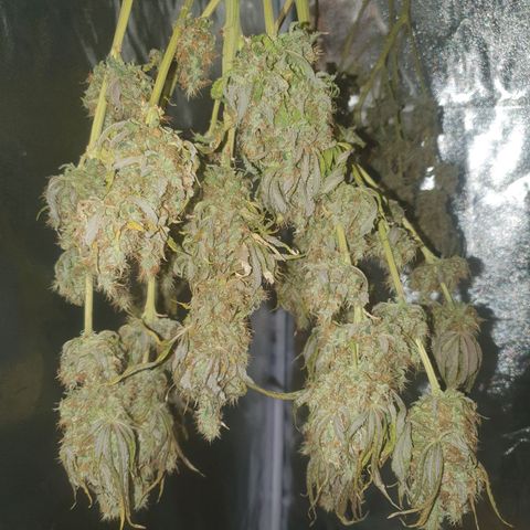 White Strawberry Skunk growlog timeline photo