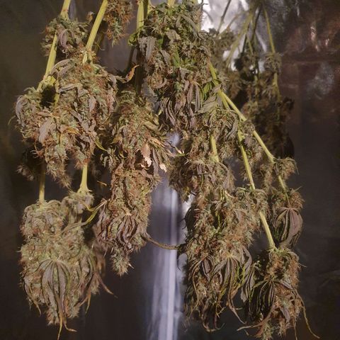 White Strawberry Skunk growlog timeline photo