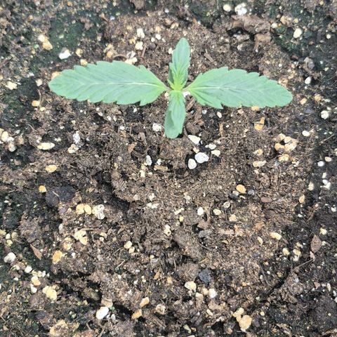 Dolly growlog timeline photo