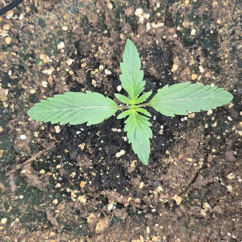 Dolly growlog timeline photo
