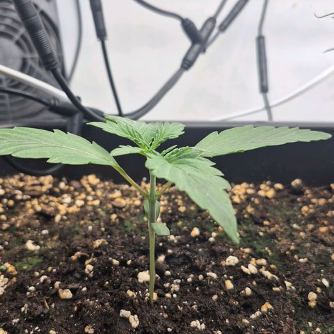 Dolly growlog timeline photo