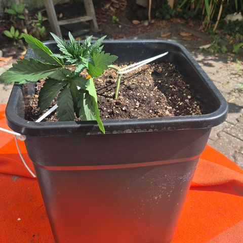 Dolly growlog timeline photo