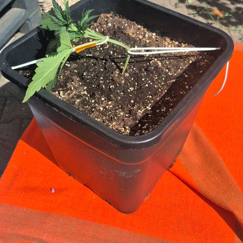 Dolly growlog timeline photo