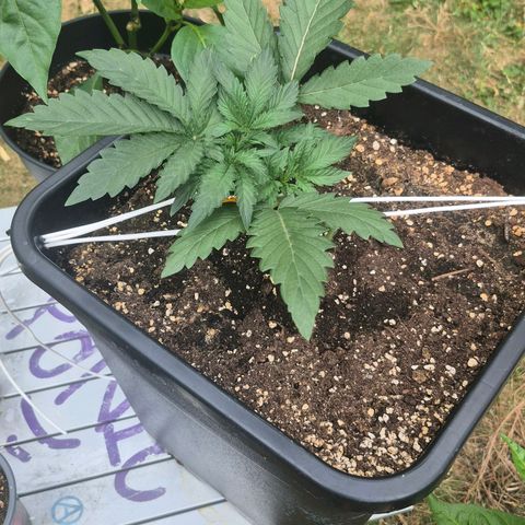 Dolly growlog timeline photo