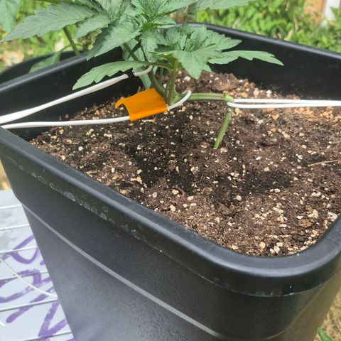 Dolly growlog timeline photo