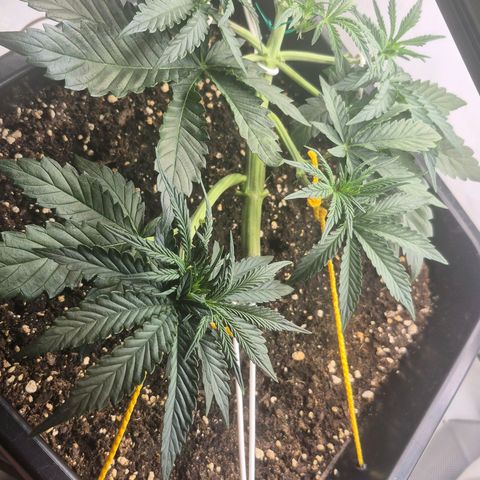 Dolly growlog photo: Preflower begins pretty quick, fuck it I'll train her anyway