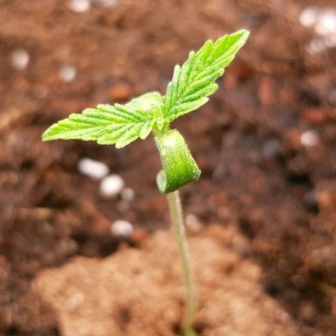 Fat Banana Automatic growlog photo: Seedling