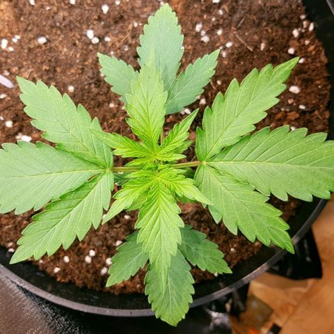 Fat Banana Automatic growlog photo: Vegetation