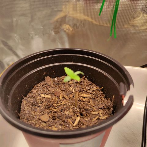 Radical Juice Buse growlog timeline photo